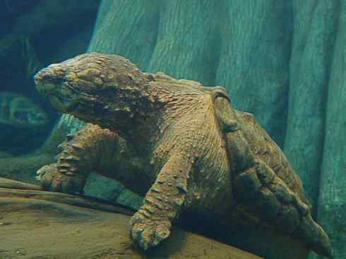 玄武：传说的兽原型探秘（鳄龟）