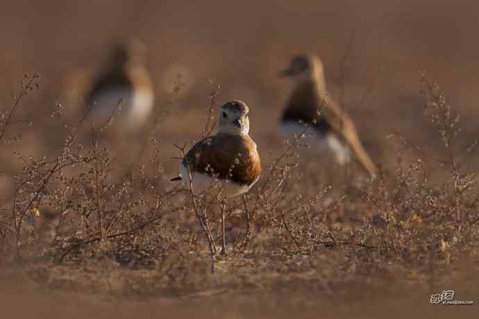野鸭湖的东方鸻