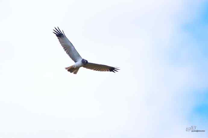 完全飞版白腹鹞