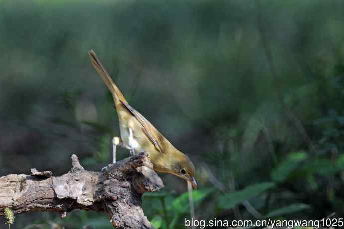 厚嘴苇莺(7) 厚嘴苇莺(7)