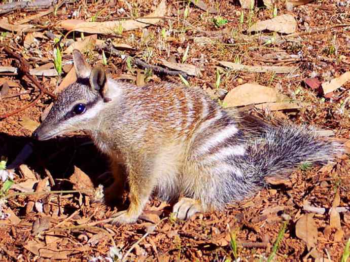 盘点十二大著名食蚁动物:袋食蚁兽 盘点十二大著名食蚁动物:袋食蚁兽