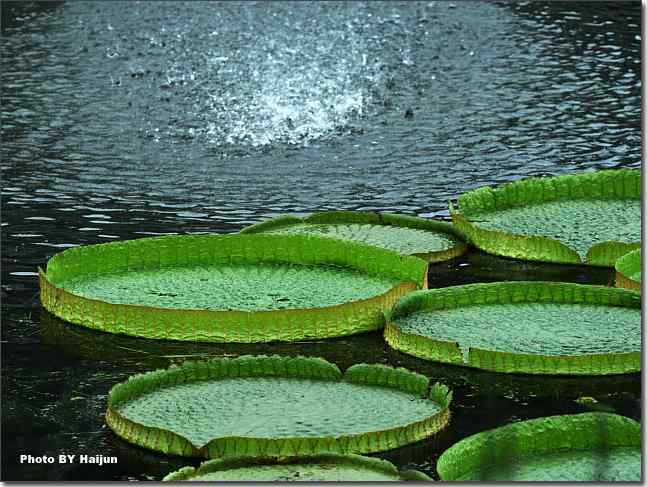 圆明园观赏亚马逊王莲