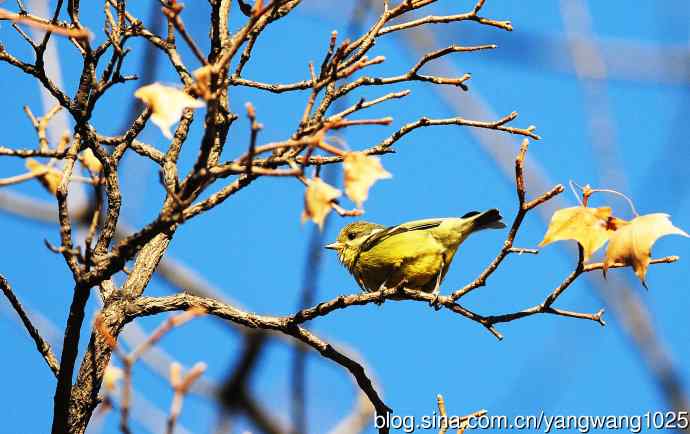 黄腹山雀(6) 黄腹山雀(6)