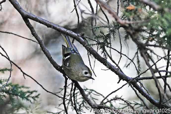 戴菊鸟(4) 戴菊鸟(4)