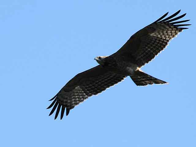 望京楼观赏猛禽迁徙