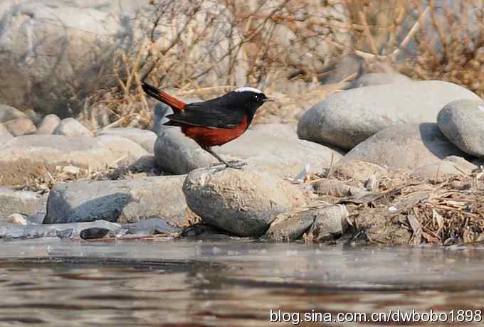 白顶溪鸲 wbr在水一方