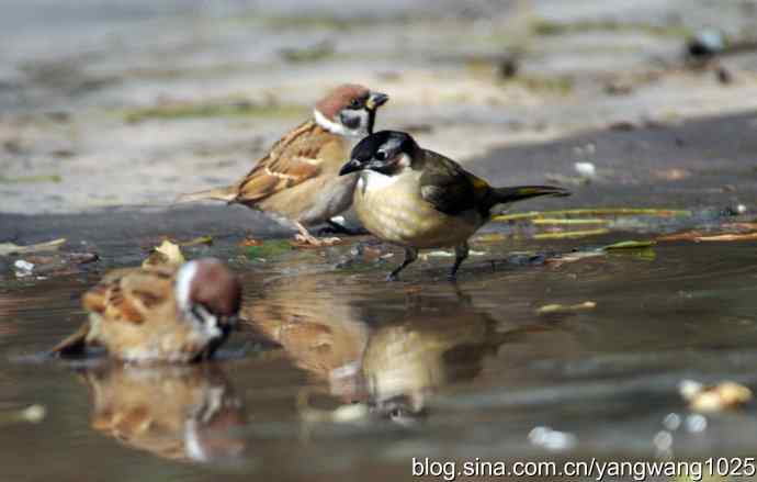 白头鹎bei（白头翁）