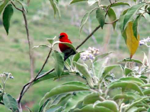 极品红色鸟类:红艳织雀 极品红色鸟类:红艳织雀