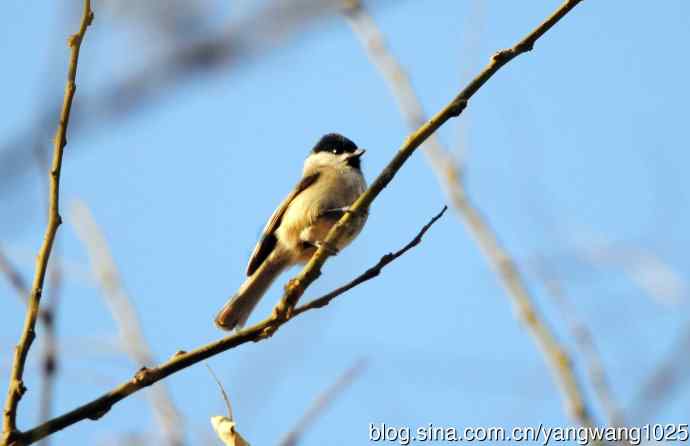 数九寒天的沼泽山雀