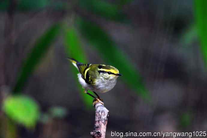 黄腰柳莺（10）