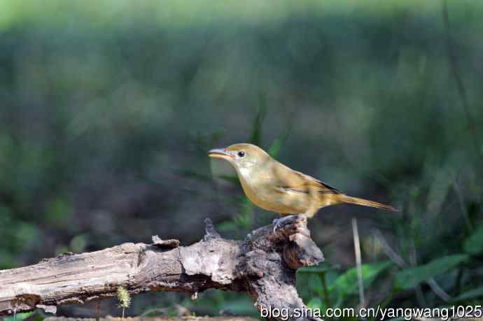 厚嘴苇莺(7) 厚嘴苇莺(7)
