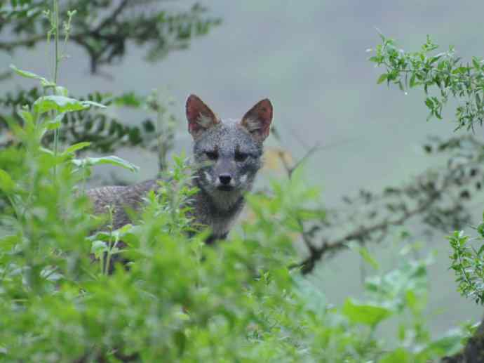 犬科：狐亚科伪狐属之高地狐、河狐、秘鲁狐