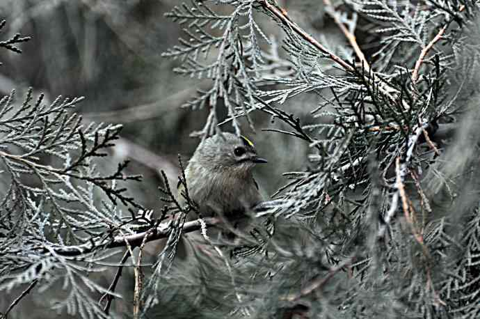 戴菊 wbr2 戴菊 wbr2