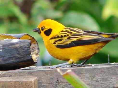 极品红色鸟类：巴西仲嘴雀