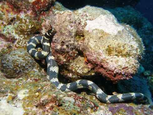 龙：传说的兽原型探秘（海蛇类）