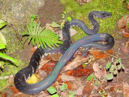 龙:传说的兽原型探秘(树蟒类) 龙:传说的兽原型探秘(树蟒类)