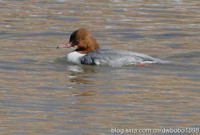 白河峡谷：鹮嘴儿小猫拍不够