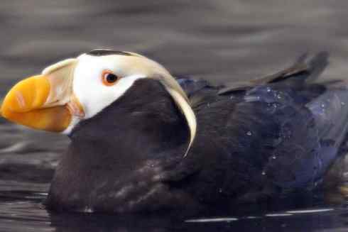 猎奇:奇特的鸟喙之七 猎奇:奇特的鸟喙之七