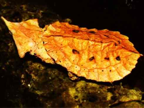 自然奇观：动物大迁徙(棱皮龟类)