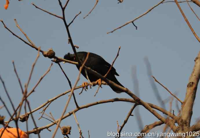 谁爱吃柿子?(八哥) 谁爱吃柿子?(八哥)