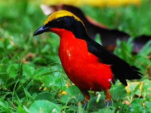 美丽无罪：雀鸟之丛伯劳