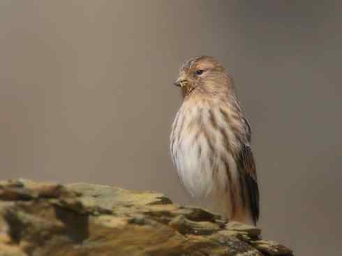 家禽驯化之源之二十六