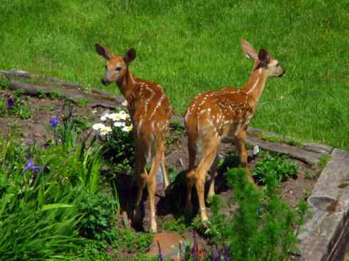 小鹿斑比姐妹俩 小鹿斑比姐妹俩