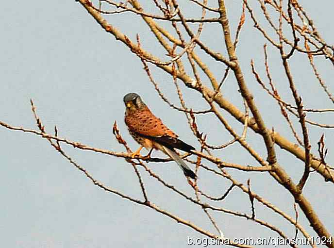 红隼的美味午餐(白河湾)