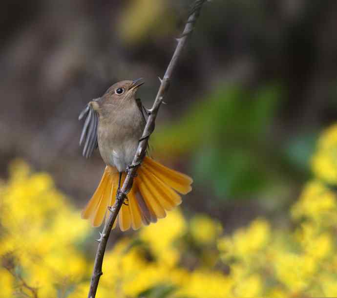 赭红尾鸲唱黄花 赭红尾鸲唱黄花