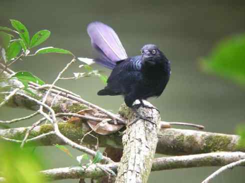 奇特的盔:大犀鹃 奇特的盔:大犀鹃