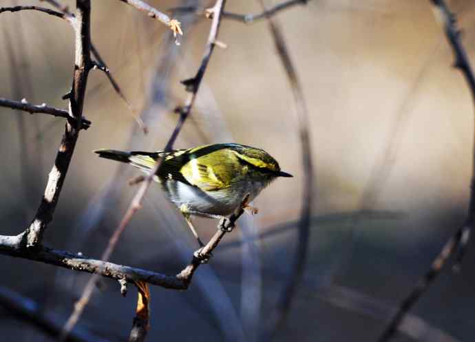 北京天坛公园的鸟类——黄眉柳莺