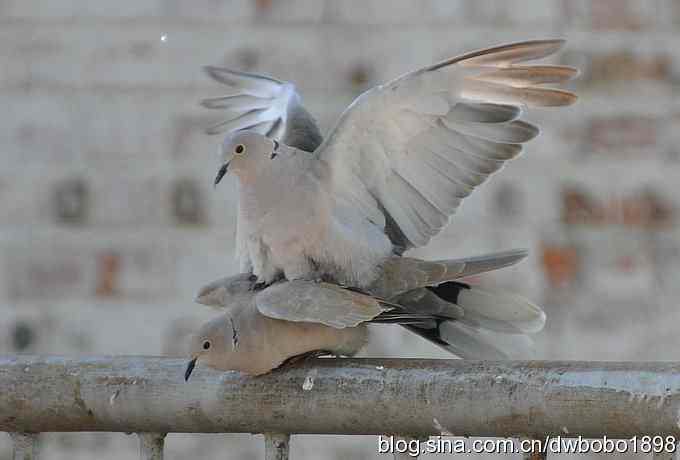 灰斑鸠踩蛋 wbr须浮鸥育雏