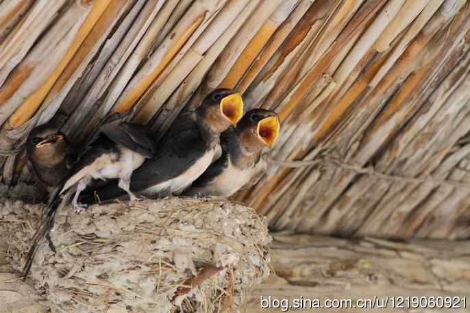 家燕育雏