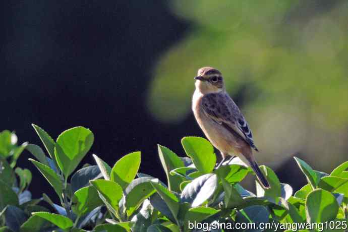黑喉石鵖鸟(1) 黑喉石鵖鸟(1)