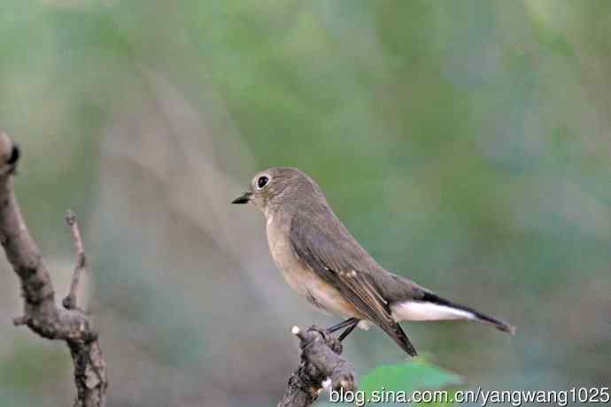 秋天的红喉姬鹟（2）