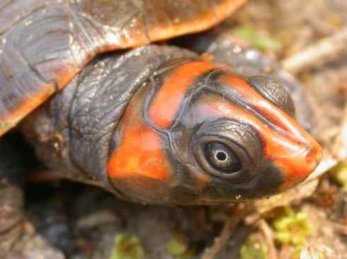 玄武：传说的兽原型探秘（鳄龟）