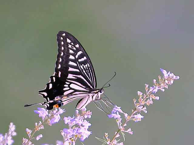 蒲洼围剿蓝矶鸫