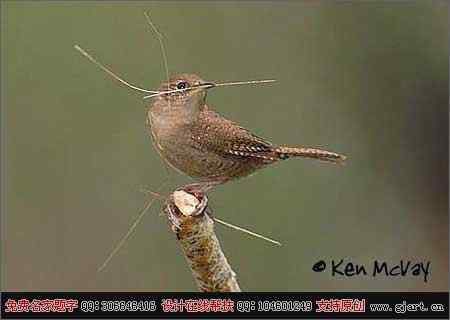 德克萨斯州&ldquo;鸟趣&rdquo;摄影