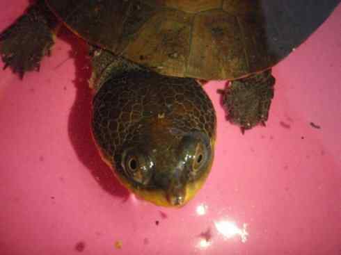 玄武：传说的兽原型探秘（玛塔龟）