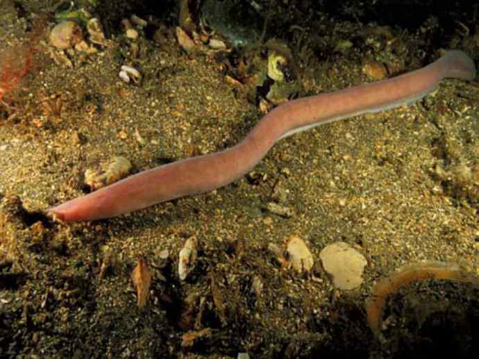 鱼类活化石：盲鳗