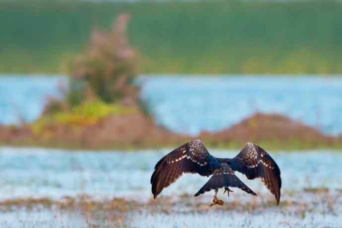 背影（野鸭湖黑耳鸢）