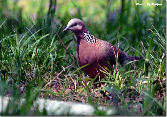  点击图片或使用键盘← →翻页