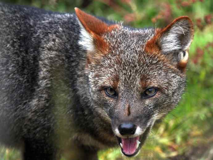 犬科：狐亚科伪狐属之阿根廷狐、山狐、达尔文狐