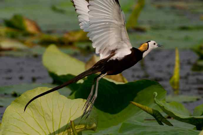 金领仙风.水凤凰