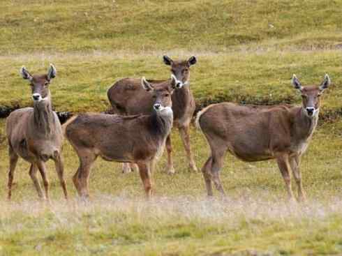 麒麟:传说的兽原型探秘(梅花鹿) 麒麟:传说的兽原型探秘(梅花鹿)