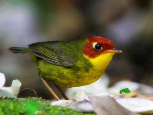 美丽无罪：雀鸟之地莺