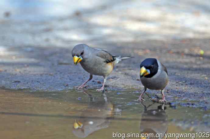 饮水的黑尾蜡嘴雀(1) 饮水的黑尾蜡嘴雀(1)