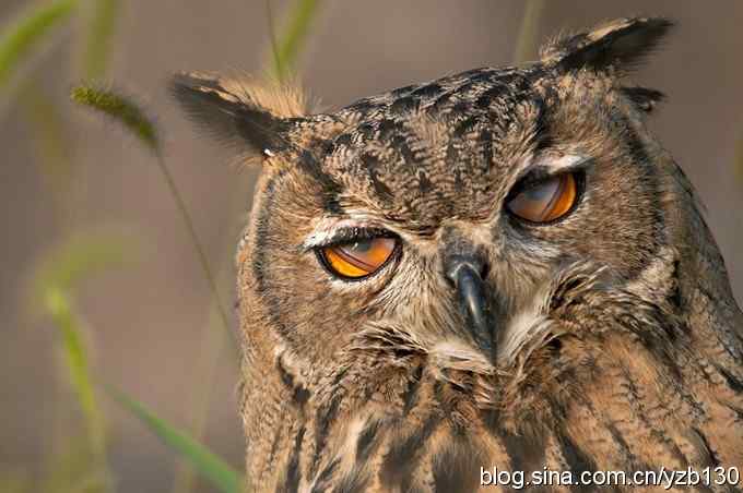 终于拍到大雕神猫了鈥斺敱贝骱有菁俚谒摹⑽逄欤ㄗ橥迹18张图片）