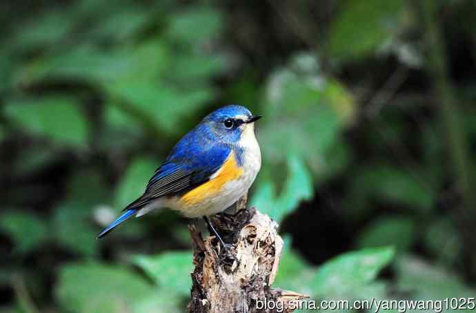 雄性红胁蓝尾鸲（13）