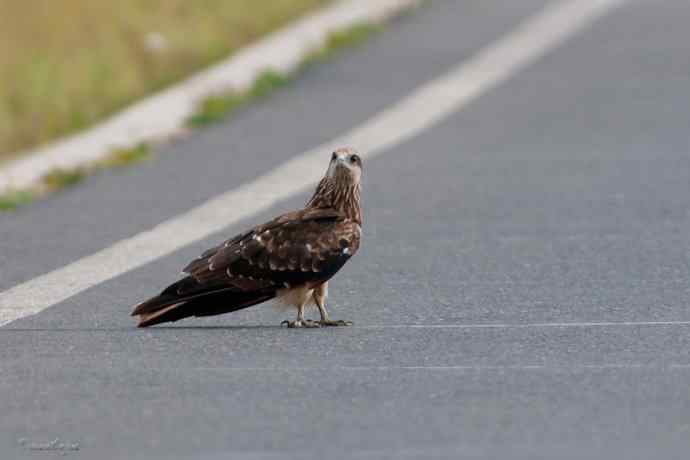 马路天使黑耳鳶